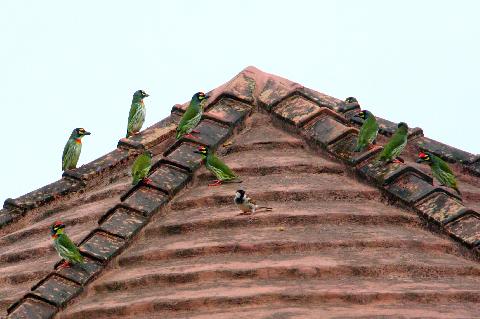 Birds in Goa - Download Goa Photos